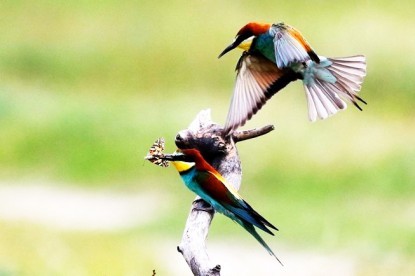 Bird Watching ( 4 Nights 5 Days )