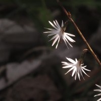 Ghorepani trekking, ghorepani trek,Ghorepani gate, Ghorepani Poon hIll, Ghorepani trekking nepal,fly high, macro flower, macro photography