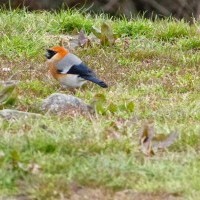 Mardi Himal Trekking