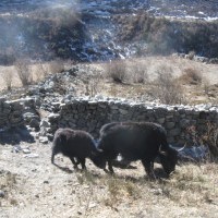 Tamang Heritage Trail